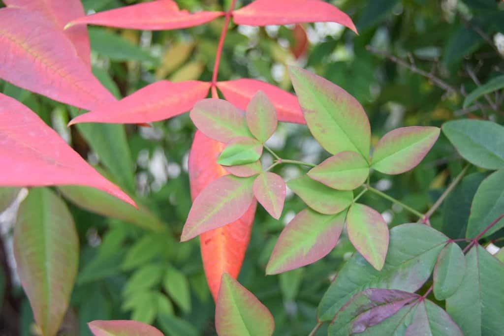 Nandina domestica 80-100 cm